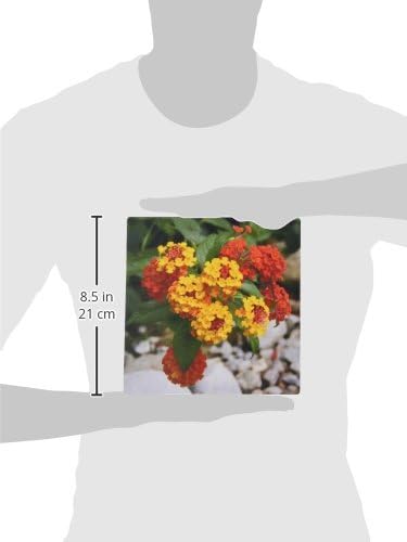 3dRose mp_46882_1 8 x 8 Red and Gold Lantana -flower, flowers, lantana, plant, plants, shrub verbena, verbena Mouse Pad - Image 3