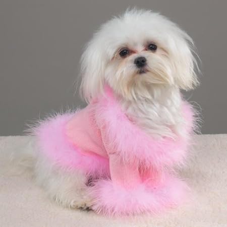 high fashion dog clothes