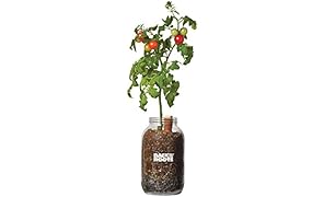Back to the Roots Grow Your Own Organic Cherry Tomato Kit. Self-Watering Tomato Pepper Planter. &nbsp;DIY Indoor Garden. Grow Edible Tomatoes for Gourmet Cooking