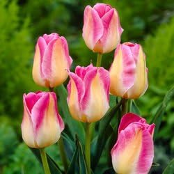 Viridis Hortus - 8 x Blushing Bride - Single Late - Tulip Bulbs
