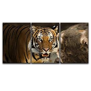 3 Panel A Tiger Staring at The Front...