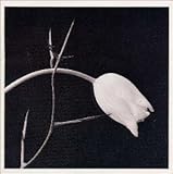 ピアソラへのオマージュ(2)