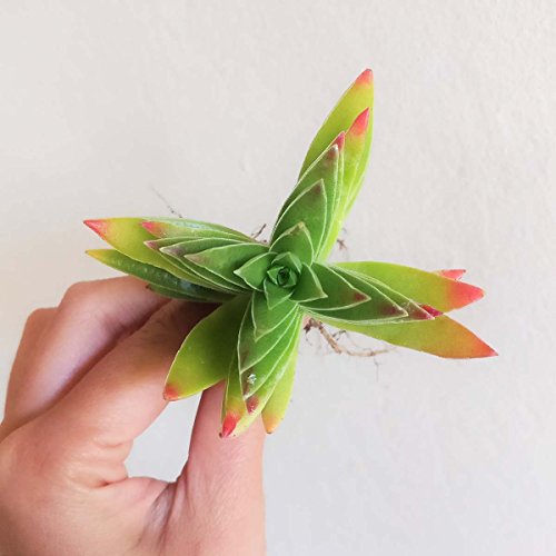 Crassula Capitella Red Pagoda Shark Tooth Plant Colorful Succulent (2 inch Bare Root) - Thumbnail 3
