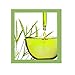 Psoriasis Scalp Anti Bacterial Fungal Formula