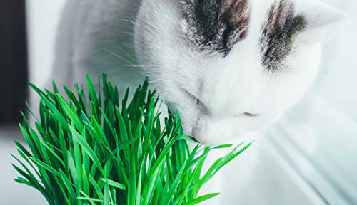 Compostable Cat Grass Grow Bag Kit, 3 Pack, All Organic, Just add Water. Made in The USA - Thumbnail 3