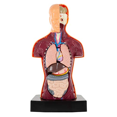 image for Hey! Play! Anatomy Model - Human Body Torso with Removable Organs for 