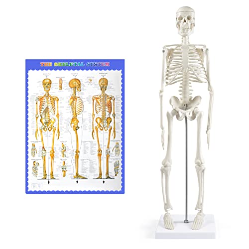breesky Human Skeleton Model for Anatomy,17”Mini Human Skeleton Model