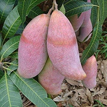 vonly Sweet Green Mango Plants Perennial Tree Plants Organic Tropical Fruit Vegetable Plants DIY Plant for Home Garden Semillas 1 Pcs/ : Clear