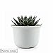 T4U 5 Inch Plastic Round Plant Pot/Cactus Flower Pot/Container Grey Set of 8,Seeding Nursery Planter Pot with Drainage for Flowers Herbs African Violets Succulents Orchid Cactus Indoor Outdoor