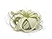 Tillandsia Xerographica Air Plant, Tillandsia Air Plants Live Large Indoor Plants Live Houseplants, Exotic Plants for Succulent Terrarium, Fairy Garden Decor, Succulents Live Plants by Plants for Pets