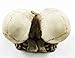 Ebros Love Never Dies Skeleton Ashtray Resin Figurine 4.5