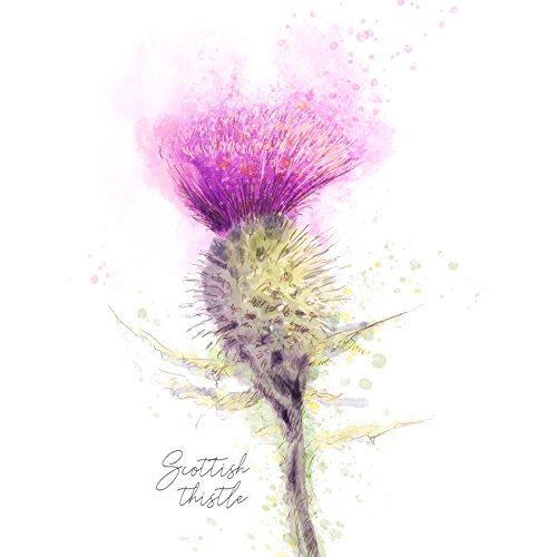 Wee Blue Coo Scottish Thistle Flower Head Watercolour Scotland Canvas Art Print