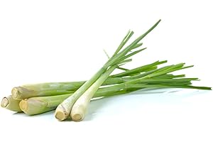 1000+ Lemongrass Seeds for Planting (Cymbopogon citratus) Non-GMO Heirloom Lemon Grass Herbs Seeds Easy to Grow