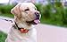 No Bark Collar dog Training . NO SHOCK . Vibration & Sound Humane Device for Bark Control and Train Your Pet - 7 Sensitivity level