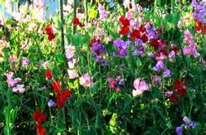 Sweet Pea-royal Mix (Lathyrus Odoratus) Old Fashioned Standard Large Frilly Blooms with Gorgeous Colors Fragrant and Abundant the Best Sweet Pea for Cut Flowers-approximately 50 Seeds