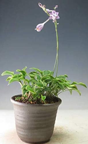 Amazon 金牡丹乙女ギボウシ 斑入り の鉢植え 21初夏開花 ヴェールモア 観葉植物