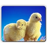 Mouse pad,Chickens Chicks Couple Caring,Game Office