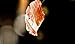 Jamon Iberico, Sliced Ham - 8 oz