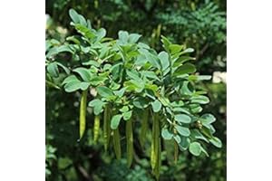 Caragana Arborescens Siberian Pea 15 Tree Seeds:Seeds : in The Package Seeds