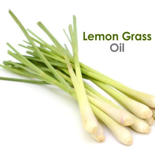 Lemon Grass (Cymbopogon citrates) Pure Natural Essential Aromatherapy Therapeutic Uncut Undiluted Massage Oil 1000ml/33.8fl z Express Shipping - Thumbnail 3