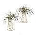 Air Plant Tillandsia Base Large Tillandsia Air Plant Holder Metal Indoor Tabletop Big Streptophylla Air Plant Stands Tillandsia Plant Racks Large Xerographica Air Plant Standthumb 4