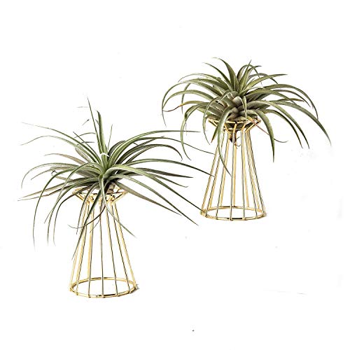 Air Plant Tillandsia Base Large Tillandsia Air Plant Holder Metal Indoor Tabletop Big Streptophylla Air Plant Stands Tillandsia Plant Racks Large Xerographica Air Plant Stand