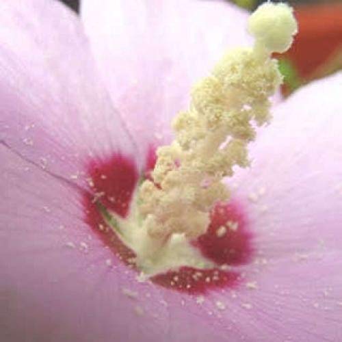 Plantes Dextérieur Peigne Sh Agrobits 50 Rose Pale De