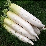 100pcs White Radish Vegetable Seeds Garden Biennial Plant by Lovestore2555