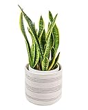 TIMEYARD Small Woven Cotton Rope Plant Basket for 8in Flower Pot Floor Indoor Planters, 10