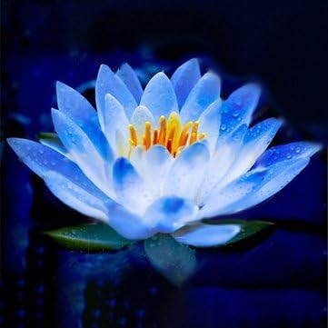Bshopy Lotus Flower Seeds Aquatic Plants Bonsai Lotus Seeds Perennial Plant for Home Garden