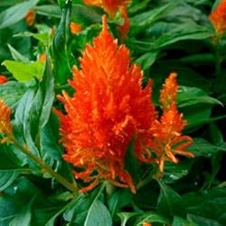 Park Seed Celosia Flower Plant Seeds, Easy to