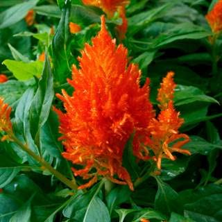 Park Seed Celosia Flower Plant Seeds, Easy to