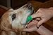 Waggletooth Dog Toothbrush, Green