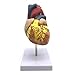 XINDAM 1: 1 Human Heart Model, Anatomically Accurate Heart Model Life Size Human Skeleton Anatomy for Science Classroom Study Display Teaching Medical Model