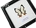 FRAMED REAL BEAUTIFUL THE COMMON MAP BUTTERFLY DISPLAY INSECT TAXIDERMY 5