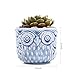 SUN-E 2.75 Inch Ceramic Owl Pattern Succulent Cactus Plant Pots Flower Pots Planters Containers Window Boxes Bonsai Pots Perfect for Candle Holder with Small Hole 6 Colors in Set