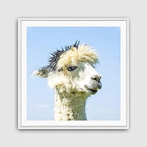 Framed Canvas Wall Art Alpaca Canvas Prints Home Artwork Decoration for Living Room,Bedroom - 16x16 inches