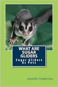 selling sugar gliders