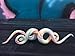 BodyJ4You Glass Spiral Tapers, 2 Pieces Candy Cane Glass Plugs 2G-14mm (2 Pieces)