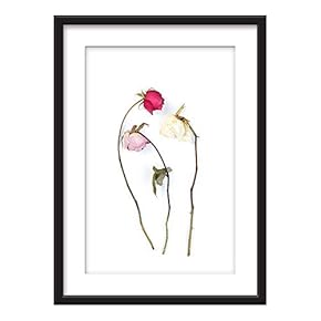 Framed Red Pink White Roses Art in Black...
