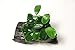 Anubias Petite On Driftwood | Aquarium Plants Factory