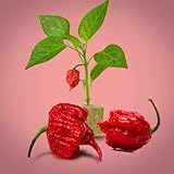 Carolina Reaper Seeds for Planting - 300+ Carolina