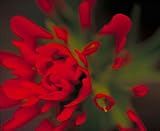 50 Indian Paintbrush Seed Bombs, Bulk Seed Balls for Seed Bombing (Castilleja coccinea)