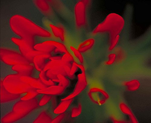 50 Indian Paintbrush Seed Bombs, Bulk Seed Balls for Seed Bombing (Castilleja coccinea) 50 Indian Paintbrush Seed Bombs, Bulk Seed Balls for Seed Bombing (Castilleja coccinea)