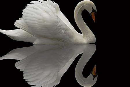 Amazon Co Jp A3 ポスター 白鳥鳥恵み美しい羽 壁紙ウォールステッカーポスター A3 4x297mm Generic