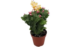 Yellow (Limelight Dancer) Holiday Cactus, Christmas and Thanksgiving Hybrid- 4'' from California Tropicals