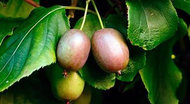 Homegrown Kiwi Seeds, 200, Meader Hardy Kiwi