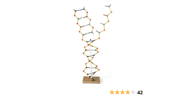 Amazon Com 3b Scientific W Dna Rna Model 50cm Height Industrial Scientific
