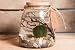 Marimo Aquarium Kit
