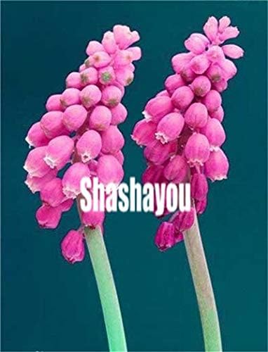 Shopvise 50Pcs /Bag Grape Hyacinths Seeds String for The Winter Indoor Seeds Flower Seeds Flower Delivery of Charge: 9